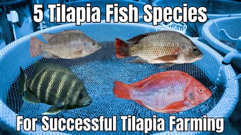 Live Tilapia sa Live Show .